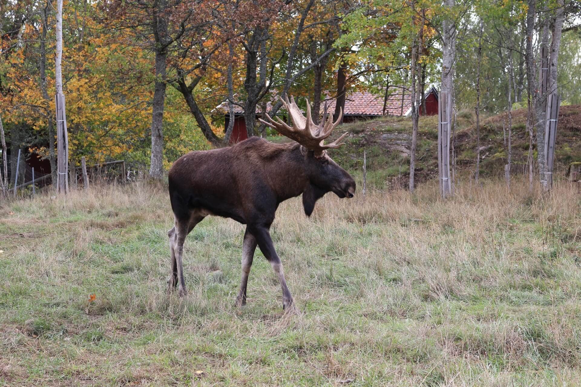 Elchpark Schweden