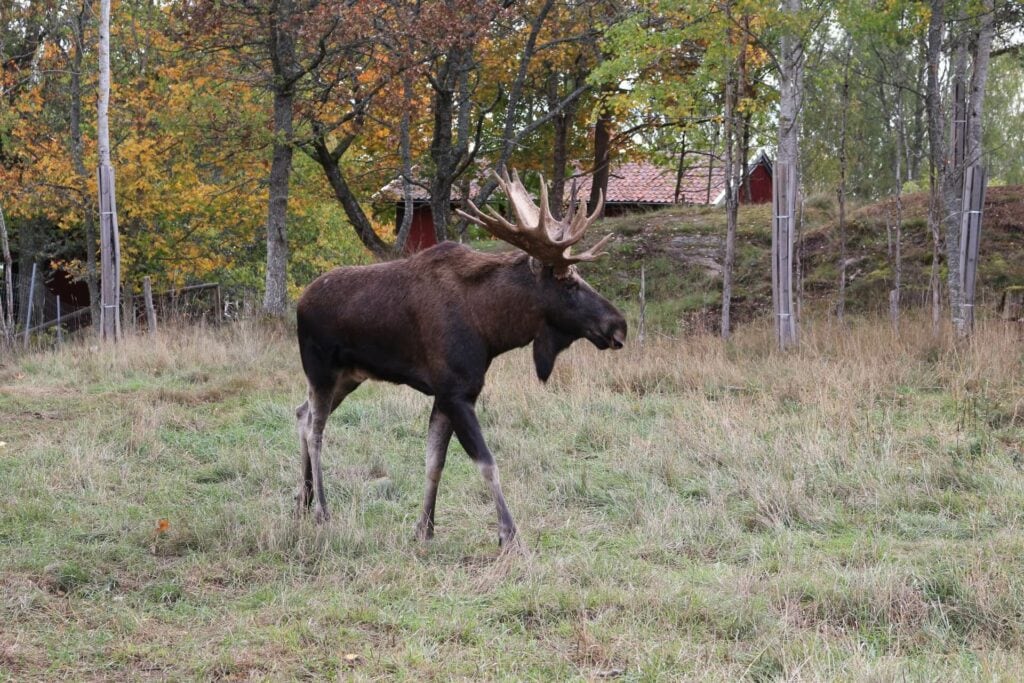 Elchpark Suedschweden