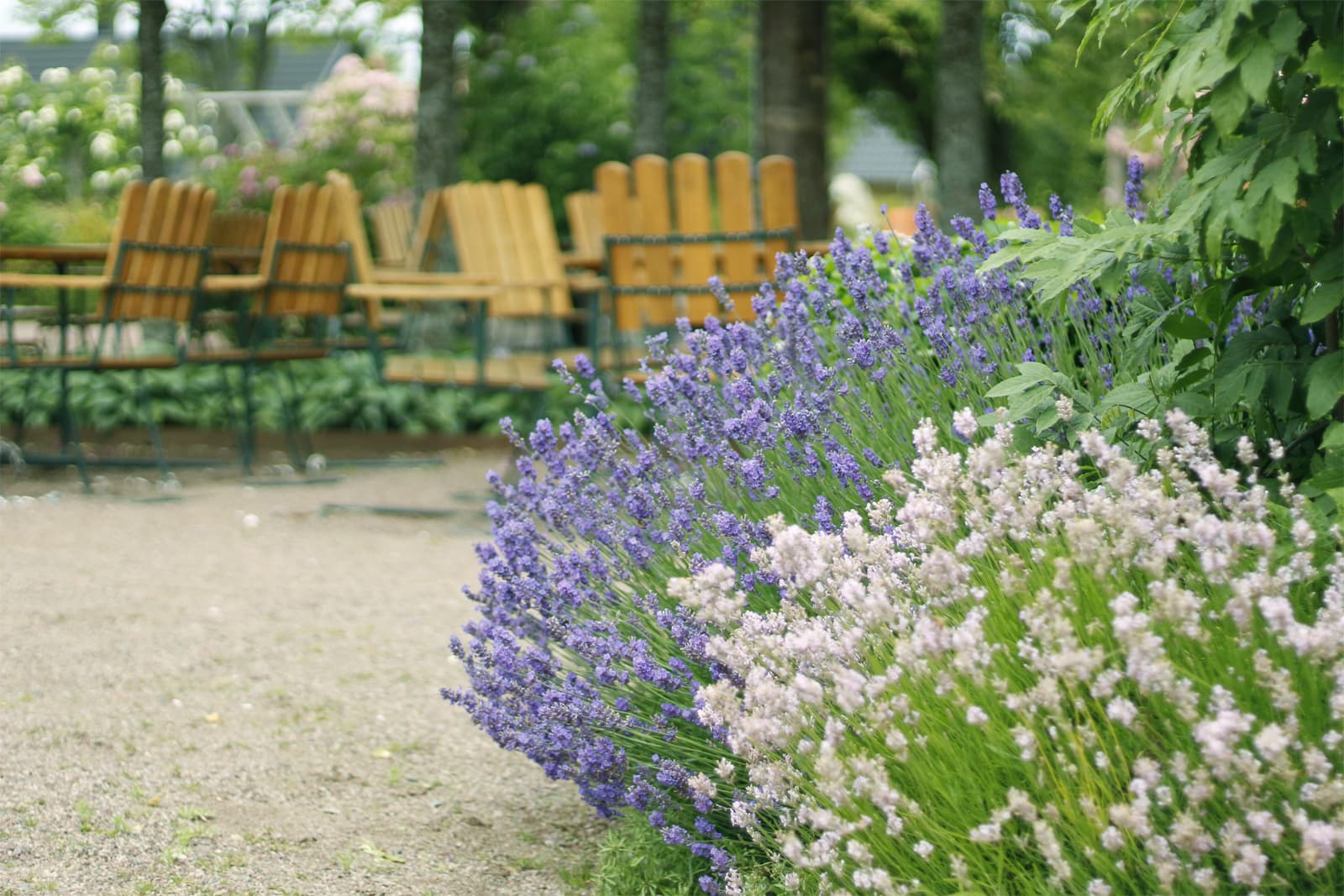 Schweden Lavendel